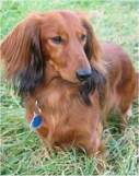 long haired dachsund