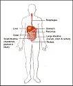 digestive system diagram