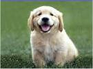 Picture of a golden retriever puppy