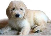 Picture of a goldendoodle puppy