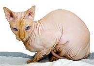 Photo of a hairless Sphynx cat