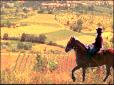 Stable horse