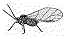 lettuce aphid