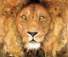 The Lion and The Mouse