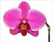 Phalaenopsis Orchid