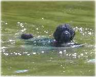 Portuguese water dog swimming