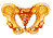 Human Skeleton Interactive Game