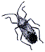 squash bug