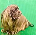 Stump, 10-year-old sussex spaniel