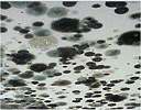 toxic mold