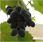 Crimea vineyard in Ukraine