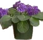 african violet