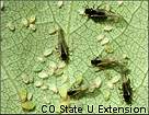aphids