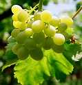 The Seyval Blanc grape is a familiar sight in UK vineyards