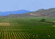 guadalupe valley vineyards