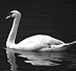 b&w photos