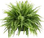 boston fern