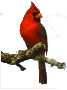 cardinal