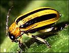 cucumber beetle