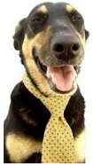 dog costume tie