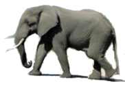 elephant, the only animal with four knees