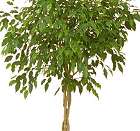 ficus tree