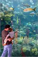 visiting the Florida aquarium