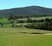 Forest Hill wine & vineyard
