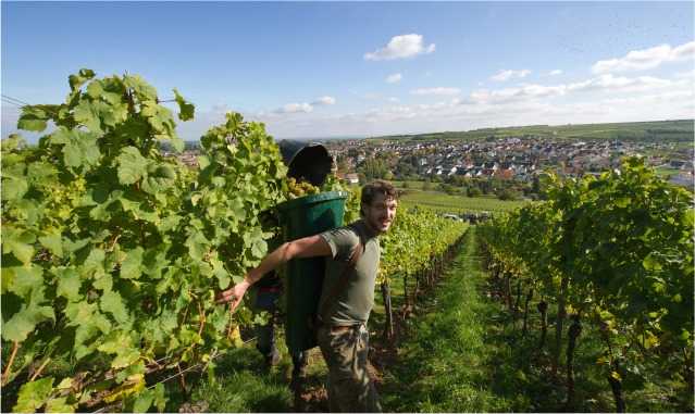 german vineyard worker collecting grapes