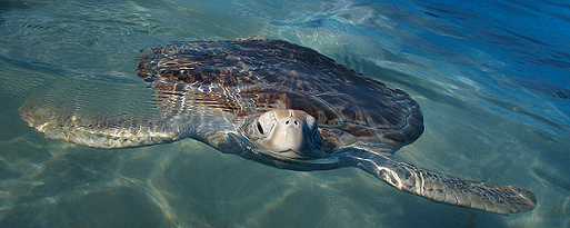 giant sea turtle farm on Isla Mujeres