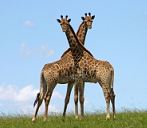 Giraffes on the open plains in Kenya