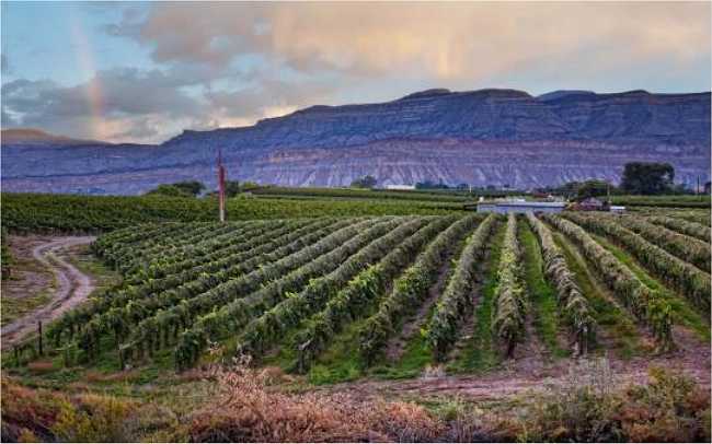 vineyard in grand valley, colorado