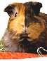 guinea pig