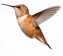 hummingbird