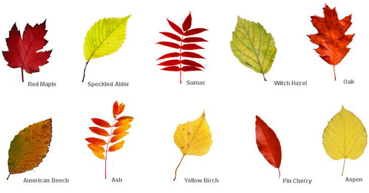 identifying autumn leaves