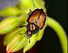 garden bugs photo