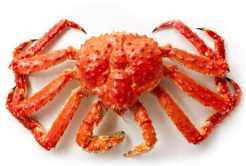 king crab