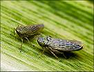 leafhopper
