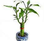 lucky bamboo