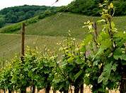 luxembourg vineyard