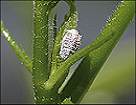 mealybug