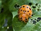 mexican bean beetle