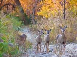 Michigan fall foliage & deer spotting on the North shoreline!