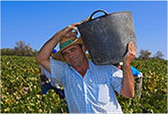 montilla vineyard worker