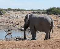 Elephant in Etosha National Park, Namibia