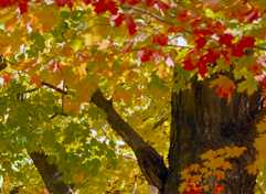 NJ fall color