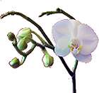 orchid