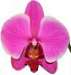 pink orchid