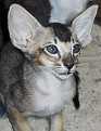 oriental kitten