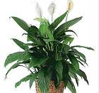 peace lily